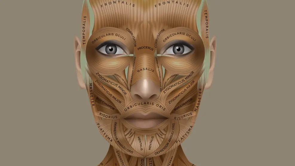 Level 4 Award Facial Anatomy and physiology